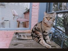 -喵屿·大理花园猫咖