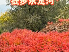 -永定河休闲森林公园