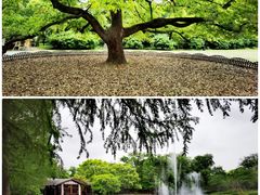 -上海共青森林公园