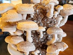 活体菌菇-捞王锅物料理(凯旋路店)