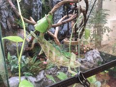 -上海大自然野生昆虫馆(东方明珠·爬宠昆虫探索中心)