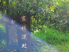-东平国家森林公园