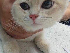 -宠颐生宠物医院·异宠猫科内科·诊疗中心宠巢店