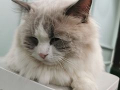 -安格丽娜·狗咖·猫咖羊驼咖(春熙路百盛商场店)