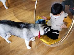 -Husky Go! 哈士奇体验馆·宠物咖啡厅狗咖