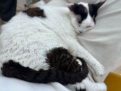 -有喵·猫咖·狗咖·30几只猫10只小狗(岗厦店)