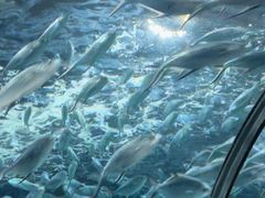 -上海海洋水族馆