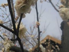 -秀丽东方