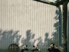 -卧龙中华大熊猫苑神树坪基地