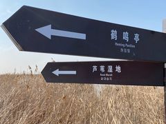 -盐城丹顶鹤湿地生态旅游区