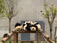 -卧龙中华大熊猫苑神树坪基地