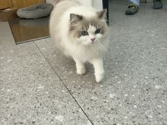 -四月宠物医院·猫专科·心脏专科·内科(转塘店)