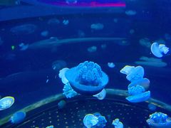 -芜湖新华联大白鲸海洋公园