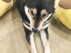 -逗柴咖啡屋·狗咖猫咖宠物桌游