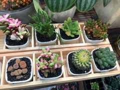 -双季花艺园艺市场(浦东店)