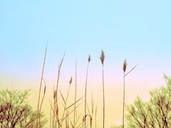 -白塘生态植物园