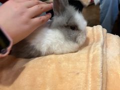 -猫猫幼稚园·撸猫·桌游·电玩