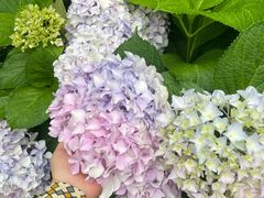 -诗经里