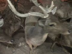 -清迈夜间动物园