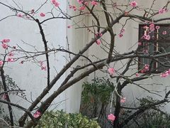 -梅林春晓花园餐厅