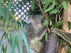 -费瑟代尔野生动物园