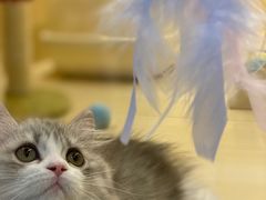 -momokira米努特·德文卷毛猫·棉花面纱犬