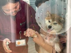 -瑞派·关忠动物医院·猫专科·犬专科(三环新城店)