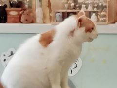 -平行世界·猫咖(首经贸店)