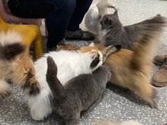 -囡的喵喵酱·萌宠生活馆·宠物洗护美容(胶州路店)