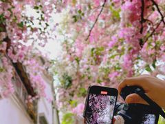 -深圳国际园林花卉博览园