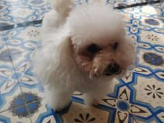 -more than meow吴止猫主题餐厅(承德 中船汇店)