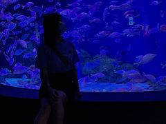 -成都浩海立方海洋公园