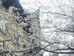 -武汉大学-樱园
