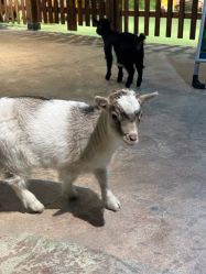 -酷嗒动物文化乐园(cutezoo西溪乐天城店)