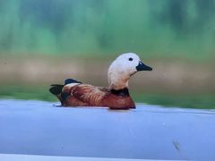 -野鸭湖国家湿地公园