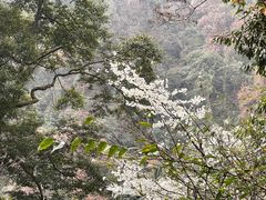 -青城山