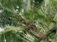 -东郊椰林