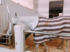 -香港赛马会双鱼河会所