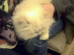 -猫色咖啡·猫咖
