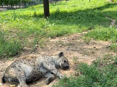 -大连森林动物园