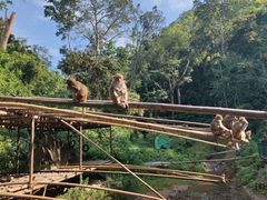 -西双版纳原始森林公园