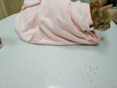 -瑞鹏宠物医院·骨科·猫科·内科(第一中心)