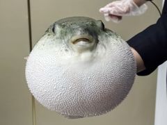 -鲐赏河豚(长寿店)