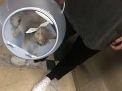 -东方名猫馆·英短金渐层布偶猫舍(环线广场1号楼店)