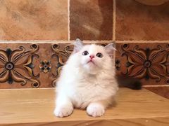 -Bastet sally猫舍购宠(静安店)