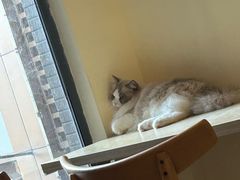 -滚猫咖啡·猫咖·猫友好撸猫(未来城店)