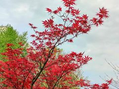 -四川大学(华西校区)