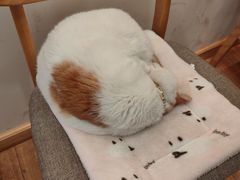 -猫的天空之城概念书店(苏州平江店)