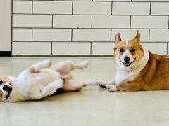 -小意思咖啡店(草桥店)