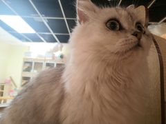 -猫和宫(六道口店)